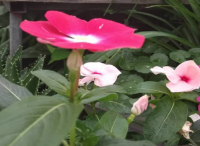 庭院設(shè)計里長春花冬季怎樣養(yǎng)
